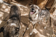 RUSTY, Hund, Mischlingshund in Bulgarien - Bild 7