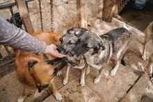 RUSTY, Hund, Mischlingshund in Bulgarien - Bild 9