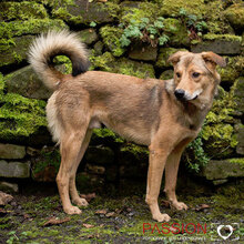 CHARLIE, Hund, Mischlingshund in Gemünden - Bild 3