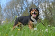 CINEK, Hund, Mischlingshund in Polen - Bild 1