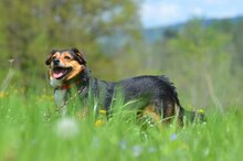 CINEK, Hund, Mischlingshund in Polen - Bild 2