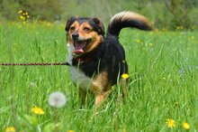 CINEK, Hund, Mischlingshund in Polen - Bild 3