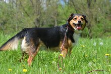 CINEK, Hund, Mischlingshund in Polen - Bild 4