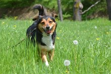 CINEK, Hund, Mischlingshund in Polen - Bild 5