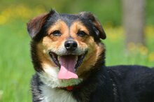 CINEK, Hund, Mischlingshund in Polen - Bild 6