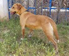LUPE, Hund, Mischlingshund in Spanien - Bild 6