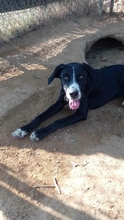 RANA, Hund, Mischlingshund in Griechenland - Bild 2