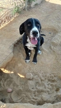 RANA, Hund, Mischlingshund in Griechenland - Bild 3