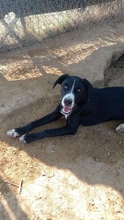 RANA, Hund, Mischlingshund in Griechenland - Bild 4