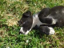 RANA, Hund, Mischlingshund in Griechenland - Bild 7