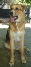 KOKO, Hund, Mischlingshund in Griechenland - Bild 2