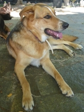 KOKO, Hund, Mischlingshund in Griechenland - Bild 3