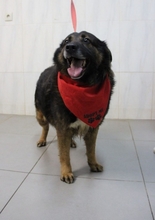 OSCAR, Hund, Mischlingshund in Portugal - Bild 10