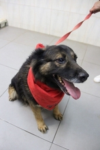 OSCAR, Hund, Mischlingshund in Portugal - Bild 12