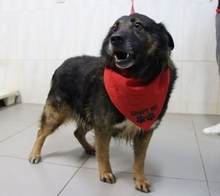 OSCAR, Hund, Mischlingshund in Portugal - Bild 3