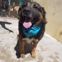 OSCAR, Hund, Mischlingshund in Portugal - Bild 6