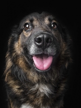 OSCAR, Hund, Mischlingshund in Portugal - Bild 9