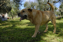 BUBA, Hund, Shar Pei-Mix in Italien - Bild 3