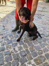 TITO, Hund, Mischlingshund in Spanien - Bild 10