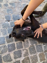 TITO, Hund, Mischlingshund in Spanien - Bild 12