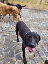 TITO, Hund, Mischlingshund in Spanien - Bild 14