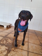 TITO, Hund, Mischlingshund in Spanien - Bild 15