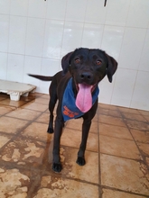 TITO, Hund, Mischlingshund in Spanien - Bild 17