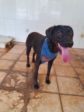 TITO, Hund, Mischlingshund in Spanien - Bild 19
