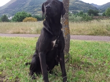 TITO, Hund, Mischlingshund in Spanien - Bild 2