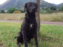 TITO, Hund, Mischlingshund in Spanien - Bild 5