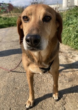 LIZA, Hund, Mischlingshund in Griechenland - Bild 3