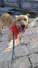 ARON, Hund, Mischlingshund in Italien - Bild 4