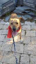 ARON, Hund, Mischlingshund in Italien - Bild 5