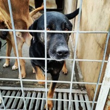BLACKY, Hund, Mischlingshund in Bulgarien - Bild 1