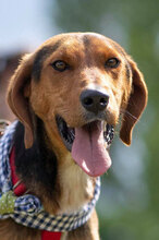 SHARIK, Hund, Mischlingshund in Bulgarien - Bild 1