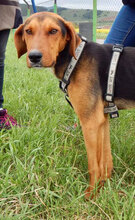 SHARIK, Hund, Mischlingshund in Bulgarien - Bild 2