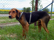 SHARIK, Hund, Mischlingshund in Bulgarien - Bild 3