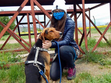 SHARIK, Hund, Mischlingshund in Bulgarien - Bild 4
