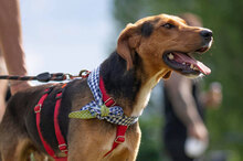 SHARIK, Hund, Mischlingshund in Bulgarien - Bild 5