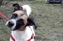 JULIE, Hund, Mischlingshund in Bulgarien - Bild 1