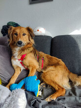 RIVA, Hund, Mischlingshund in Wuppertal - Bild 1