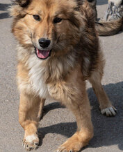 RIVA, Hund, Mischlingshund in Wuppertal - Bild 7