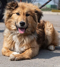 RIVA, Hund, Mischlingshund in Wuppertal - Bild 8