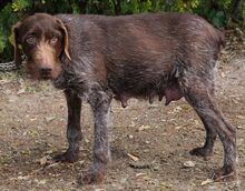PEGGY, Hund, Deutsch Drahthaar in Zypern - Bild 2