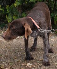PEGGY, Hund, Deutsch Drahthaar in Zypern - Bild 5