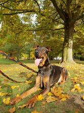 BATOR, Hund, Mischlingshund in Herne - Bild 1