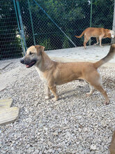 LOCHNESS, Hund, Mischlingshund in Italien - Bild 2