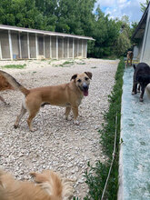 LOCHNESS, Hund, Mischlingshund in Italien - Bild 5