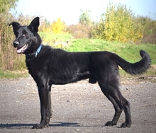 KAJO, Hund, Mischlingshund in Slowakische Republik - Bild 1