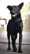 KAJO, Hund, Mischlingshund in Slowakische Republik - Bild 2